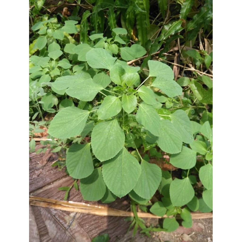 ต้นสดตำแยแมว1ชุดมี10ต้น