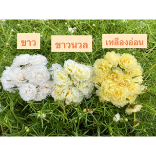แพรเซี่ยงไฮ้ 45สี เลือกสีได้ 10กิ่ง19บาท สีตรงปก ร้านเรามีสีเยอะสุดในช๊อปปี้คอนเฟิร์มครับ🥰🙏สั่งสีไหนมารับสีนั้น 100%ครับ