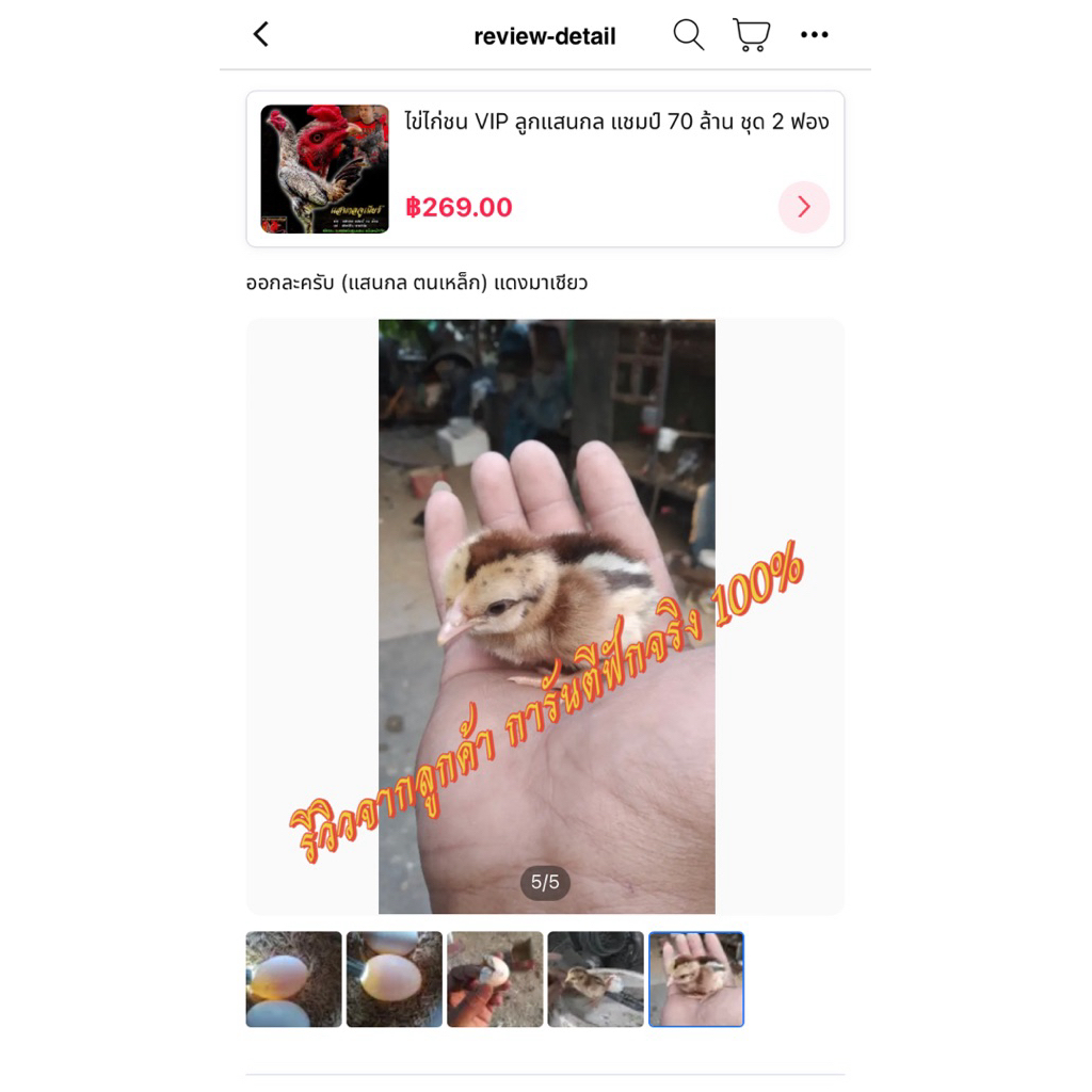 ไข่เชื้อไก่ชน พม่าแข้งหน้าสายเลือด Vip รับประกันเชื้อ!! - รูปที่ 3