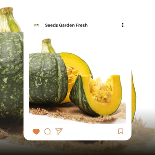 เมล็ดพันธุ์ฟักทองญี่ปุ่น บรรจุ 150 เมล็ด/ซอง [Seeds Garden Fresh]