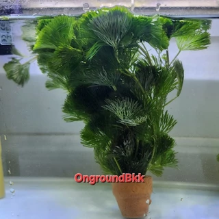 🌿พร้อมส่ง ต้นไม้น้ำ สาหร่ายหางกระรอก สาหร่ายพุงชะโด สาหร่ายเดนซ่า ดาวกระจาย อเมซอน ผักชี พร้อมกระถาง ไม้น้ำ ต้นไม้ตู้ปลา