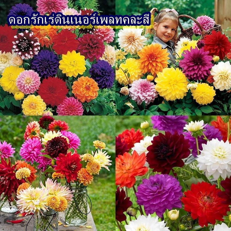 40 เมล็ด เมล็ดดอกรักเร่ดินเนอร์เพลทคละสี (หรือดอกดาเลีย เมล็ดแบบคละสีในซอง ดอกใหญ่ 80% ดอกเล็ก 20% คละกัน ชอบแดดจัด)
