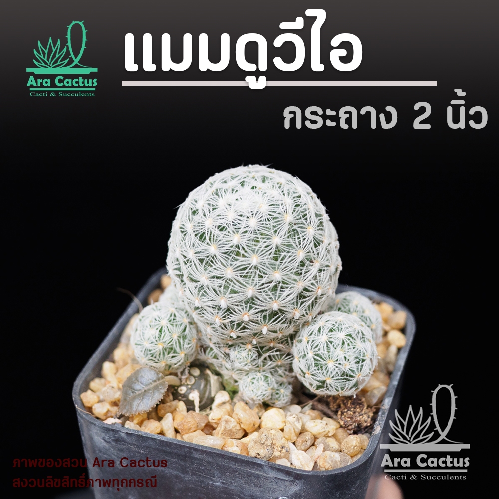 สวนขายเอง! แมมดูไว Mammillaria duweii ไซส์กระถาง 2 นิ้ว มีหน่อ แคคตัส แคนตัส กระบองเพชร ตะบองเพชร ต้นไม้ประดับ อวบน้ำ