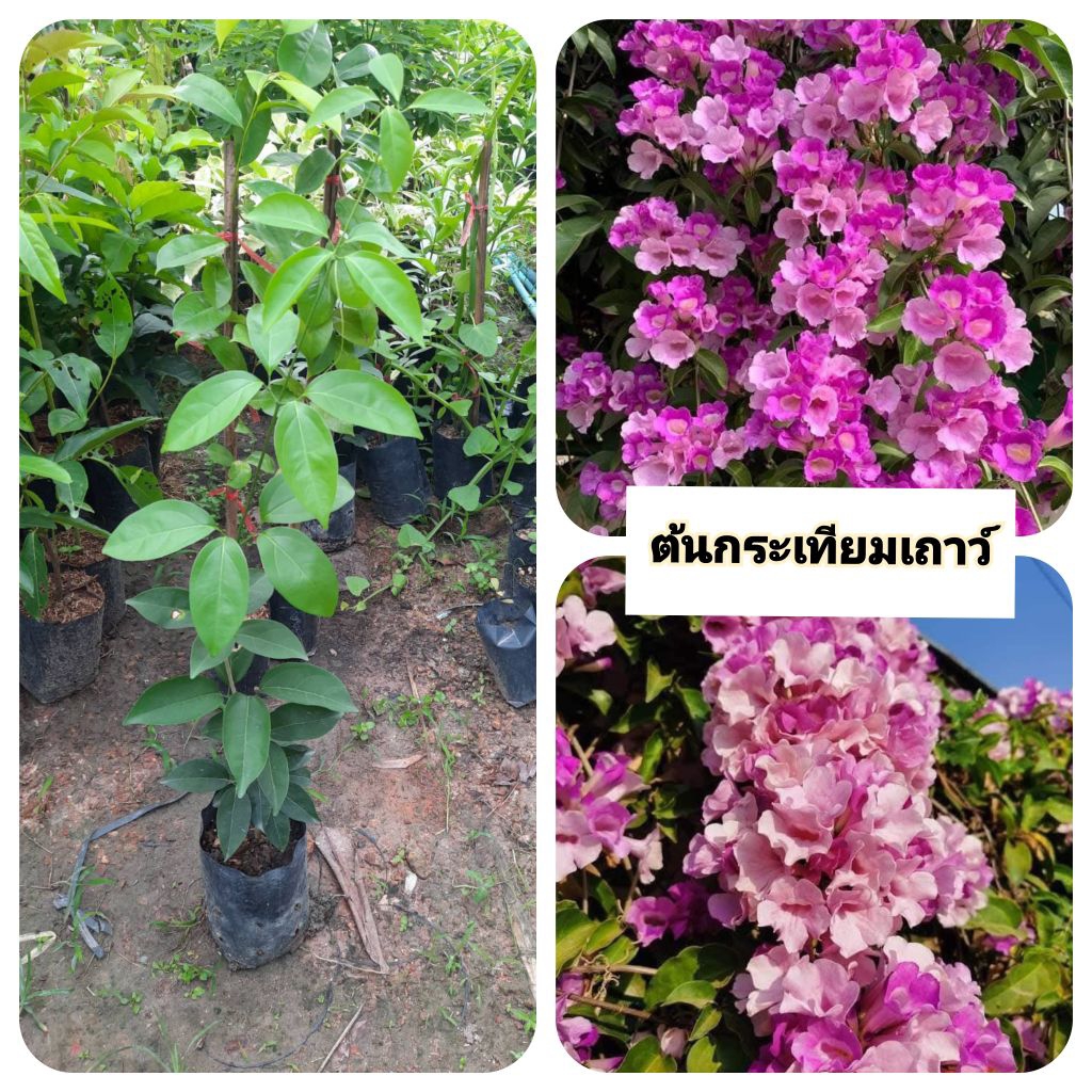 ต้นกระเทียมเถาว์ กระเทียมเถาว์