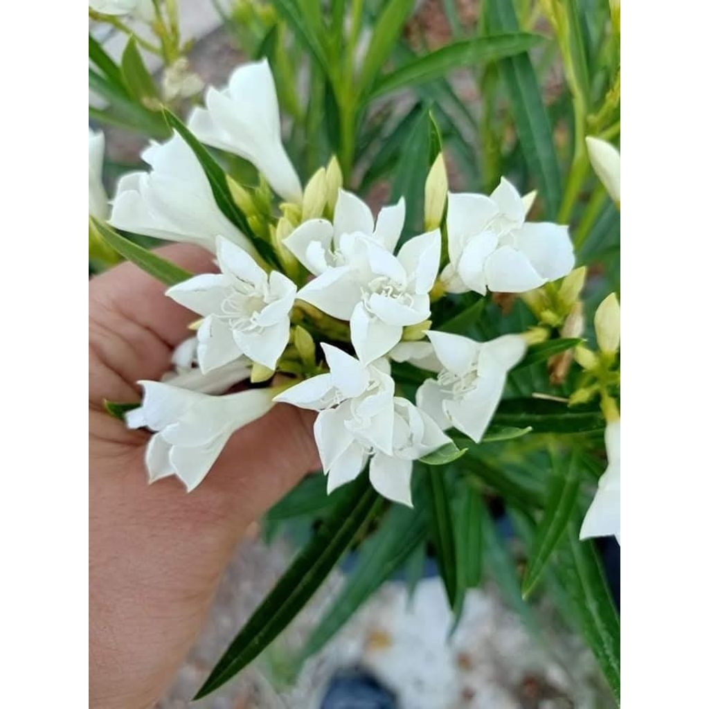 ดอกยี่โถสีขาว 1 ต้นถุงดำเล็ก ไม้ประดับ ไม้ดอก🌱