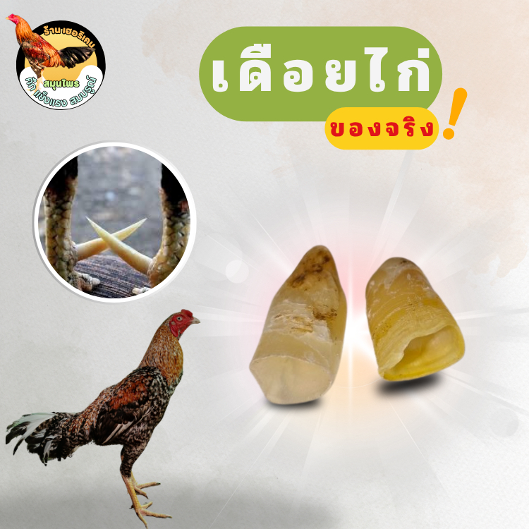 เดือยไก่ 1ชุดมี1คู่2ชิ้น มีทั้งเดือยสั้น และเดือยยาว ให้เลือก เดือยไก่ขนาดและสีเป็นไปตามธรรมชาติของไก่