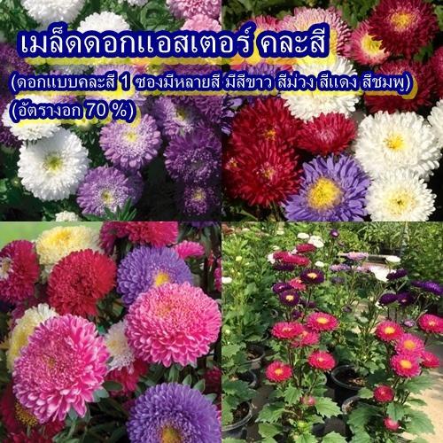 180+ เมล็ด เมล็ดดอกแอสเตอร์ คละสี (ปลูกง่าย ดอกสวย ทนแดด ดอกแบบคละสี 1 ซองมีหลายสี มีสีขาว สีม่วง สีแดง สีชมพู )