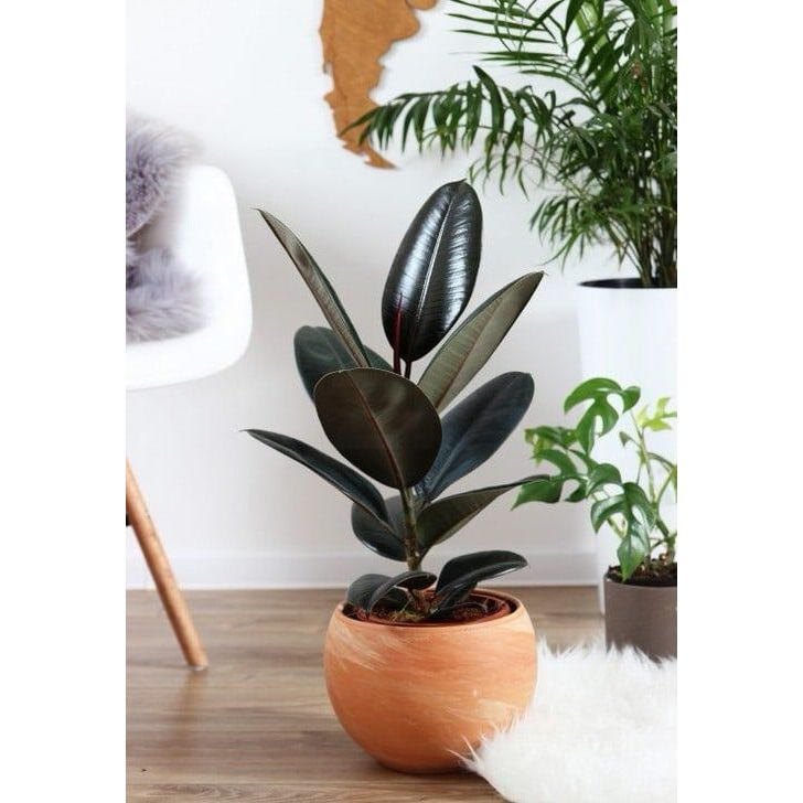 ยางอินเดีย หรือ Rubber Plant ไม้ฟอกอากาศ ไม้มินิมอล