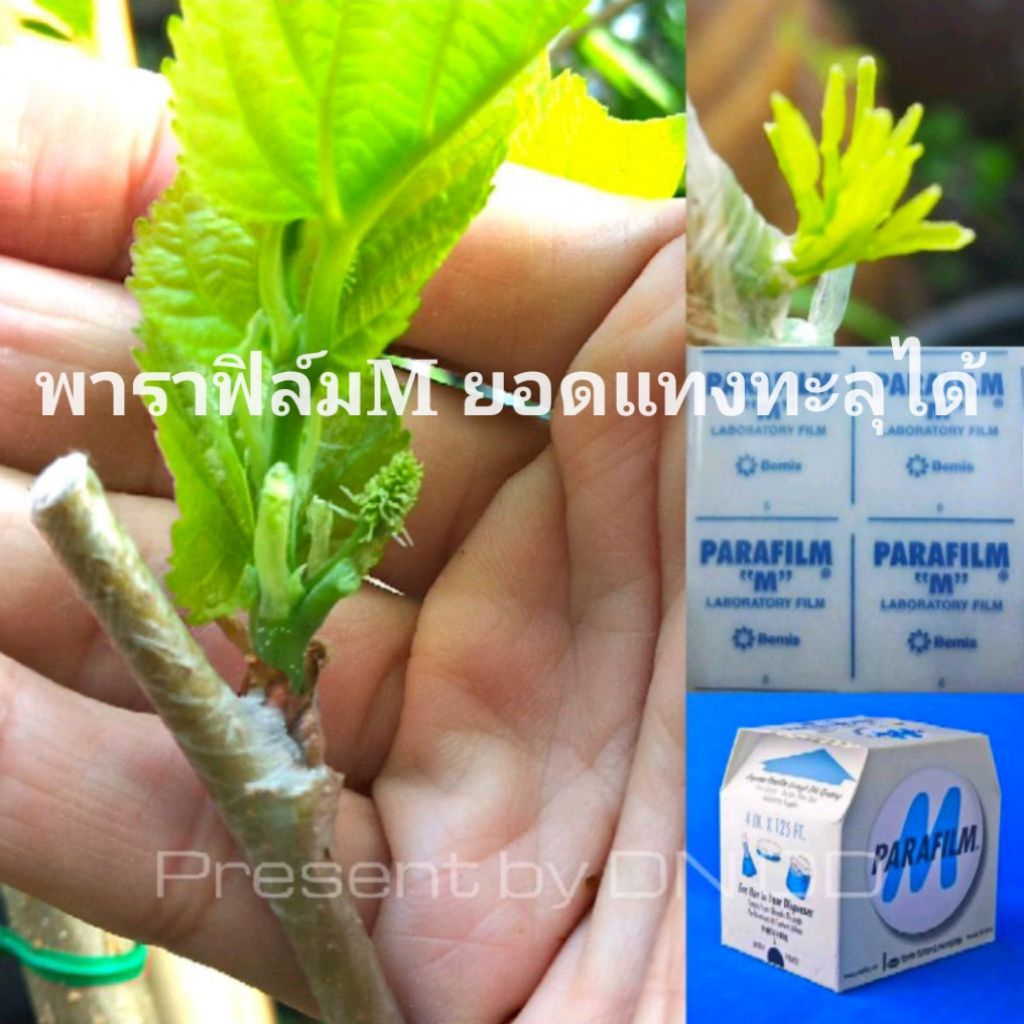 พาราฟิล์ม M 🚛ตัดรอบส่ง12.00น.ใช้เสียบยอดติดตา ขนาดฟิล์ม กว้าง10xยาว30cm.ฟิล์มใหม่ปี69 เก็บได้นาน3-5ปี