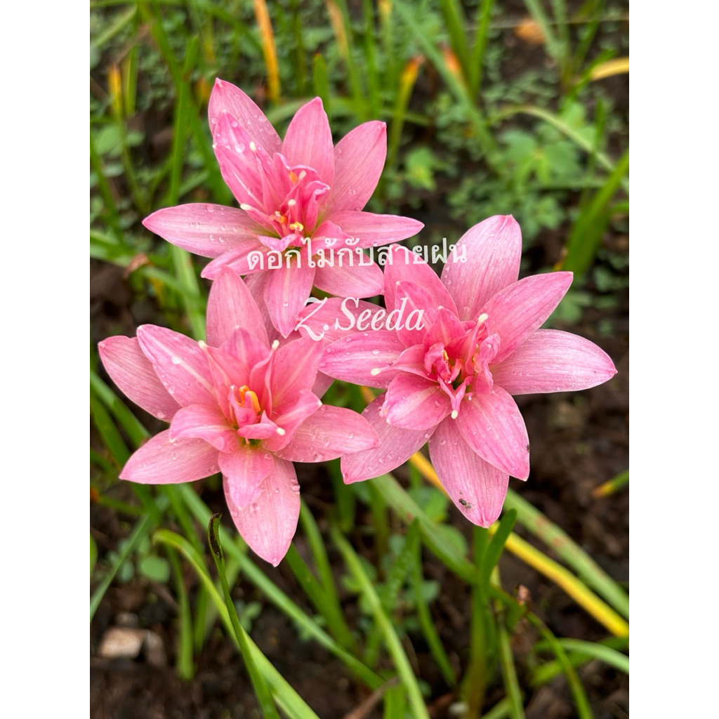 บัวดินZ.Seeda ดอกมาบ่อยสีสวยหัวละ 150บ.