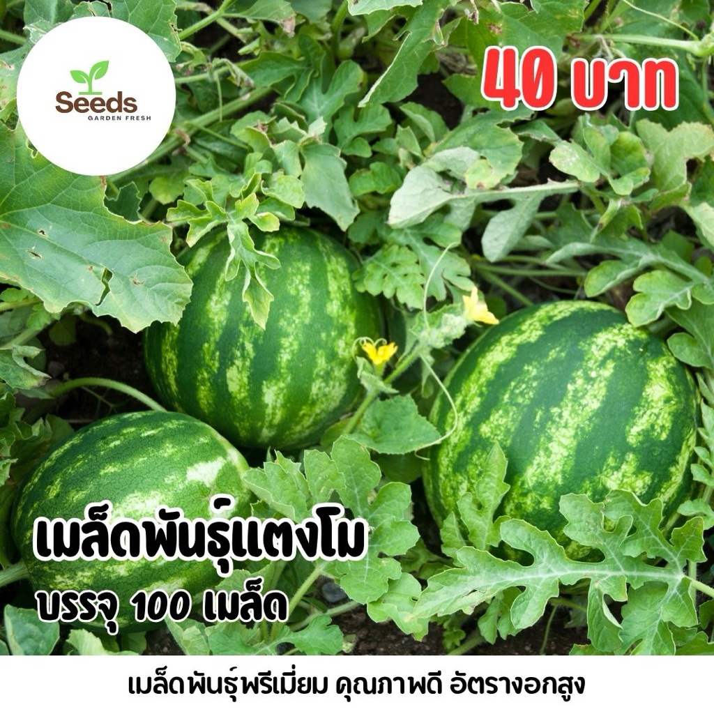 เมล็ดพันธุ์แตงโม (แตงโมแดงแป๊ดดด) บรรจุ 100 เมล็ด/ซอง