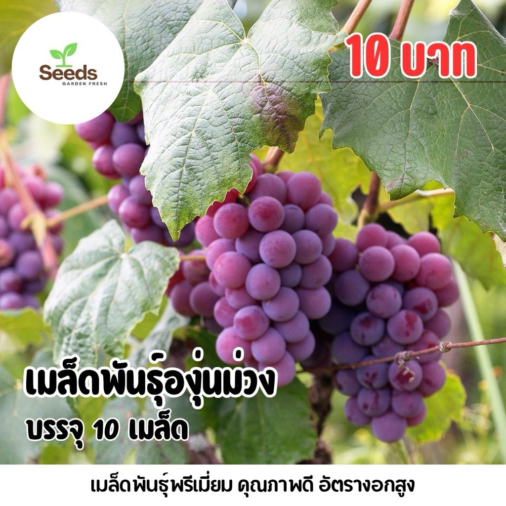 เมล็ดพันธุ์องุ่นม่วง บรรจุ 10 เมล็ด/ซอง