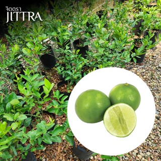 จิตตรา ต้นพันธุ์มะนาวแป้นพิจิตร เสียบยอดสูง 60-80 cm ปลูกปีเ…