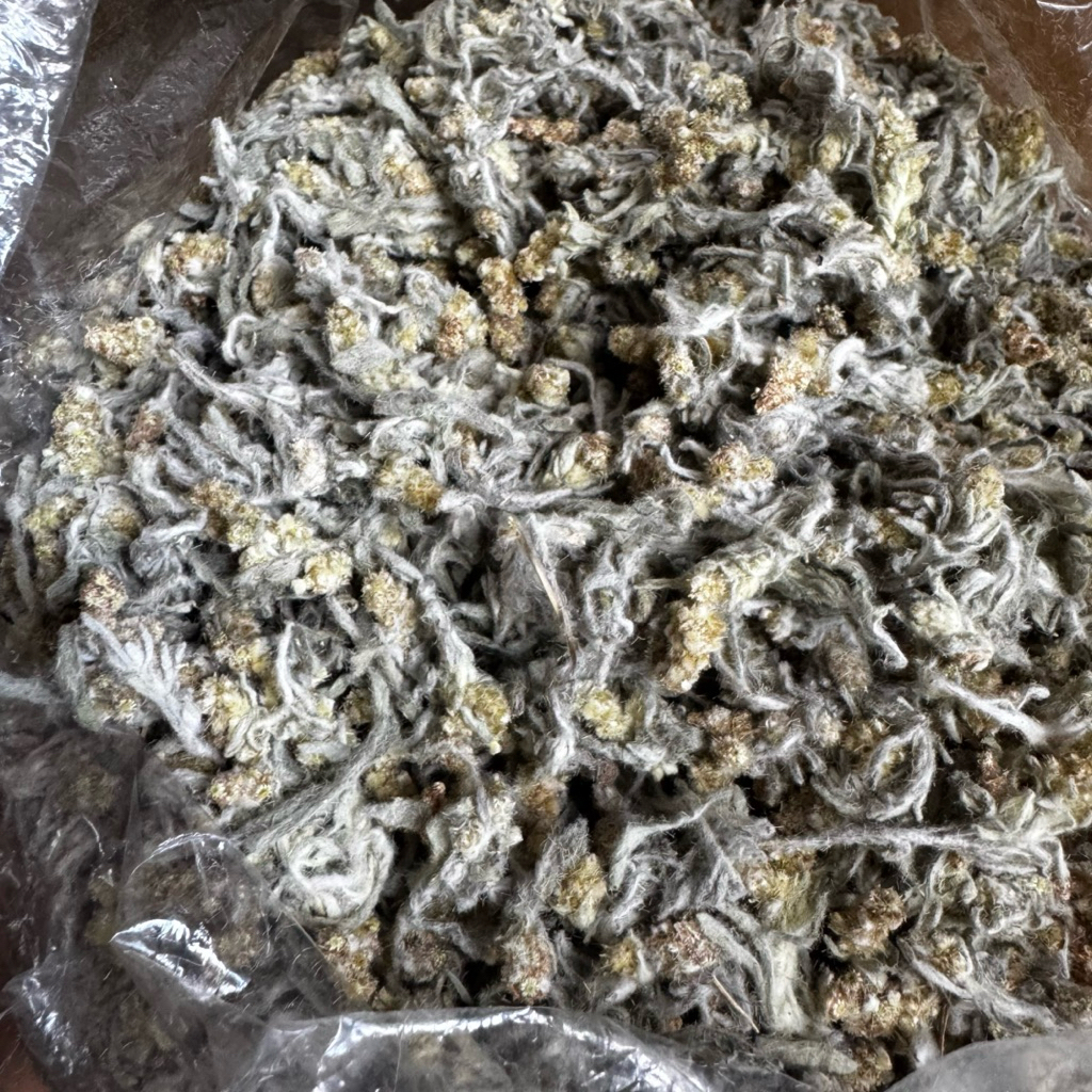 หญ้านางนวล หญ้าชิวคัก หอมๆ ของใหม่ ทำขนมเทียน ขนาด 1kg. พร้อมส่ง