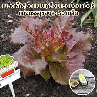 เมล็ดพันธุ์ผักสลัดเคลือบ ปลูกง่าย งอกเร็ว 99% ปลูกในบ้าน ไฮโดรโปนิกส์ ผักปลอดสาร กรีนโอ๊ค ผักคอส