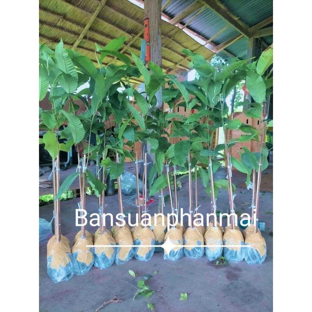 ต้นยางนา ราดเชื้อเห็ดระโงก ต้นเพาะเมล็ด สูง 70-90 ซม. จัดชุด 2 ต้น