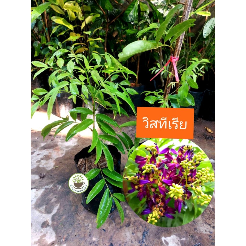 #ต้นวิสทีเรีย ดอกสีม่วง ไม้เลื้อย ดอกสวย