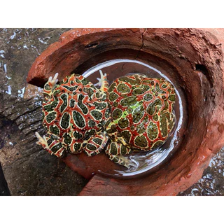 อาหารปั้นกบฮร์อนฟรอก-TeamFrogFood100g+โปรตีนสูงผสมวิตามิน+แคลเซียม อาหารกบสวยงาม