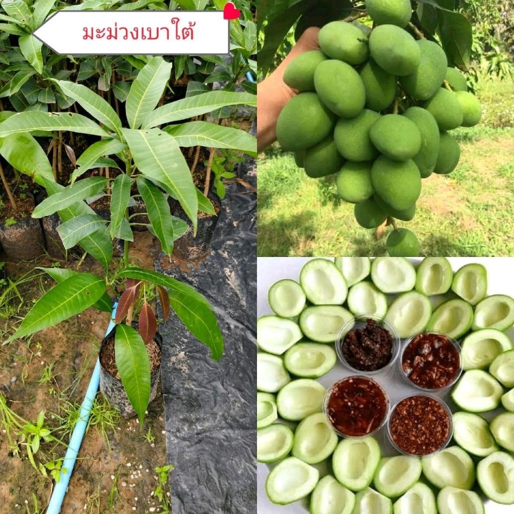ต้นมะม่วงเบาใต้แท้หรือที่คนเรียกว่ามะม่วงเบาขนาดต้น 60-70ซม.ต้นพันธุ์เสียบยอด พร้อมปลูก