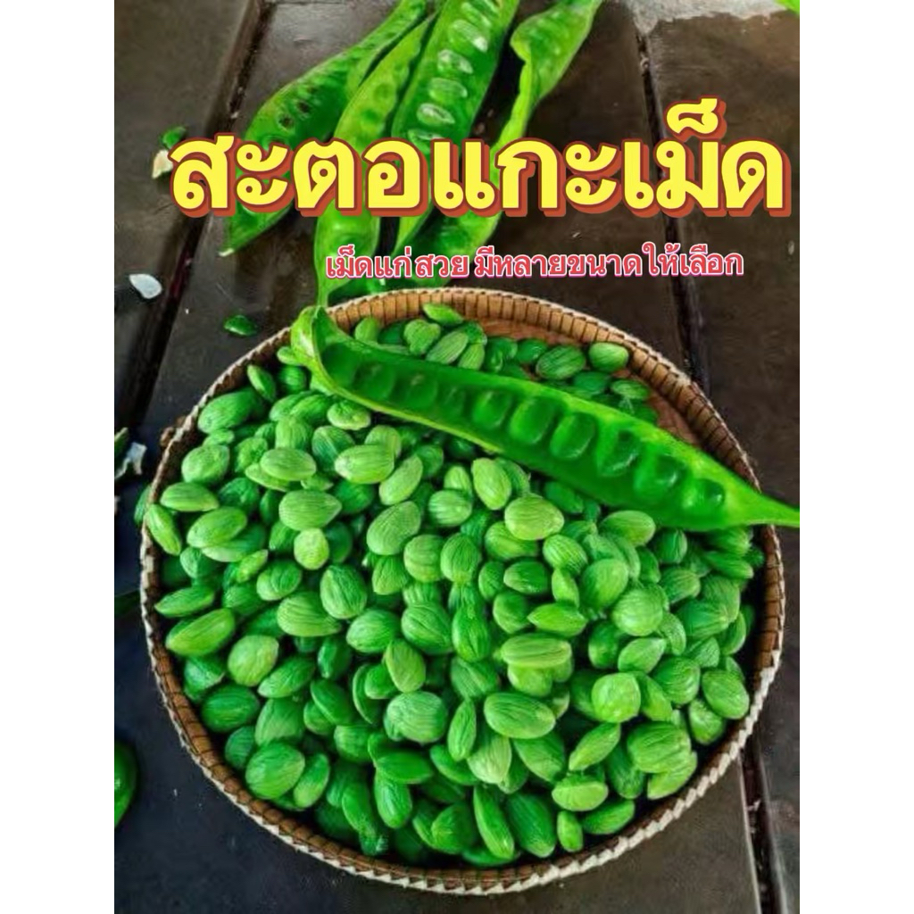 ❗️❗️สะตอข้าว แกะแล้วเรียบร้อย ✔️✔️✔️✔️ขนาด 1 กิโล กรัม📌 ราคาสุดคุ้มมม ‼️✅