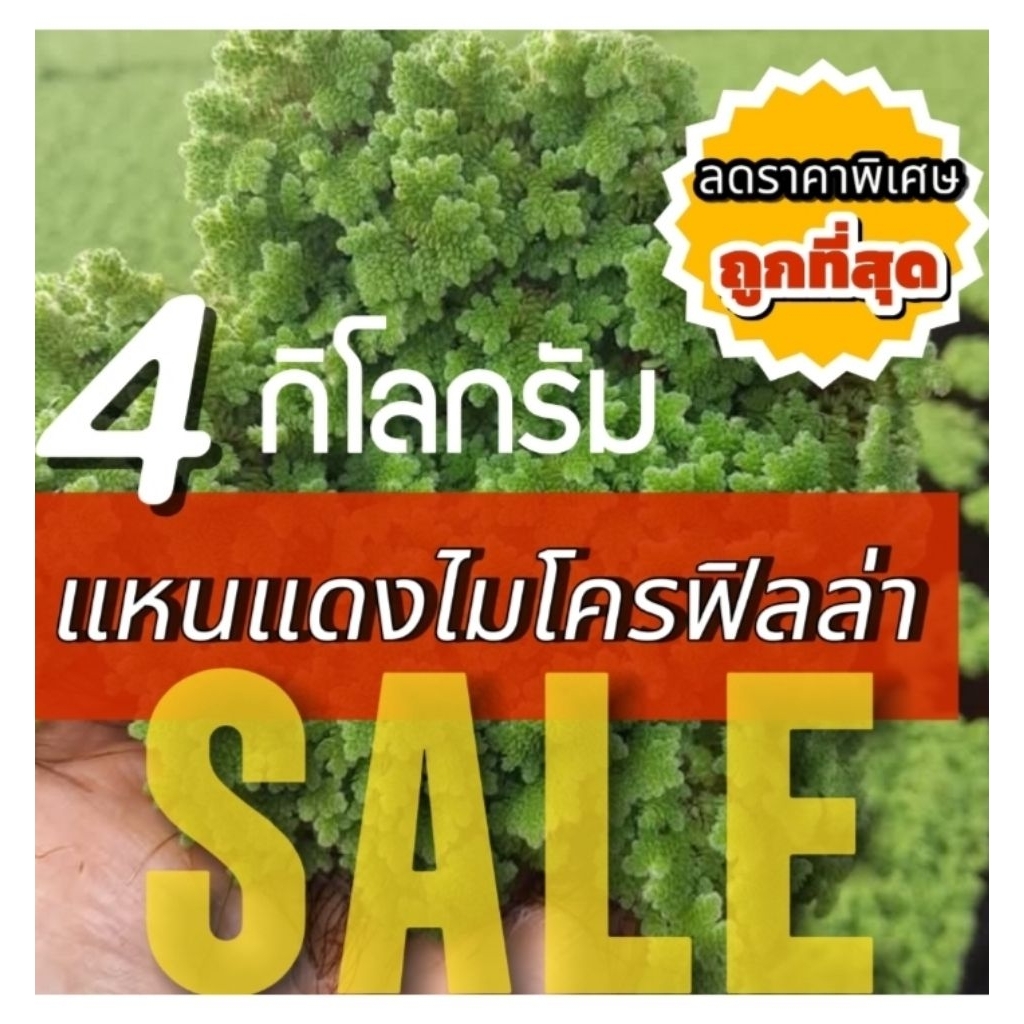 เเหนแดง 💥ชุด 4 กิโลกรัม ☘️ #ถูกทีสุด #ส่งฟรี #ส่งไว