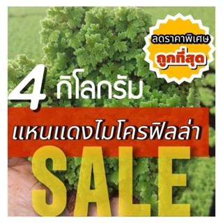 เเหนแดง 💥ชุด 4 กิโลกรัม ☘️ #ถูกทีสุด #ส่งฟรี #ส่งไว