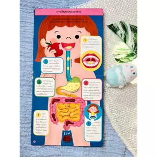 Little Heart หนังสือบอร์ดบุ๊ค ซีรีส์เล่มแรกเรียนรู้ เรียนรู้ร่างกาย เรียนรู้เวลา หนังสือปกแข็ง