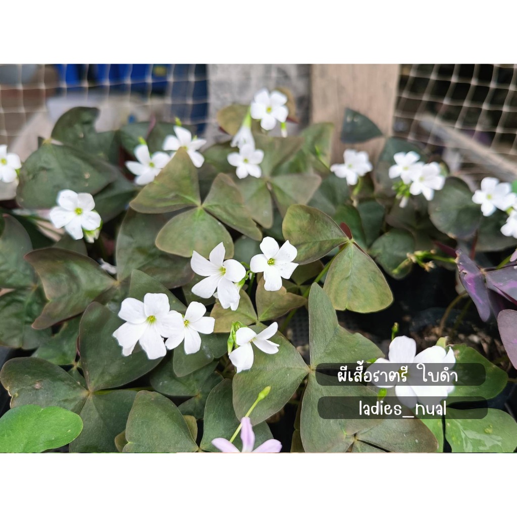 ผีเสื้อราตรีใบดำ ดอกสีขาว ปีกผีเสื้อ Oxalis triangularis  ในถุงเพาะชำพร้อมลงกระถาง