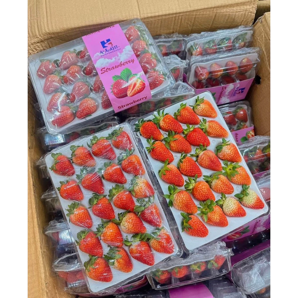 สตอเบอรี่สด นำเข้า ขนาด20 ลูก จัดส่งทันที✨ 3 กล่อง (ในพื้นที่ กทม.ได้รับภายใน 4 ชั่วโมง กดรับด่วนเท่านั้น)
