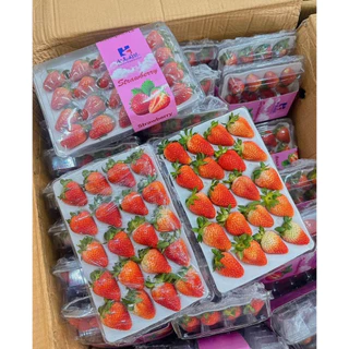 สตอเบอรี่สด นำเข้า ขนาด20 ลูก จัดส่งทันที✨ 3 กล่อง (ในพื้นที่ กทม.ได้รับภายใน 4 ชั่วโมง กดรับด่วนเท่านั้น)