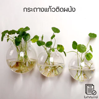 กระถางแก้วติดผนัง แจกันติดผนัง ของแต่งบ้าน โรงแรม คาเฟ่ฯ การออกแบบที่เรียบหรู ไม่แตกไม่ร้าวง่าย ติดตั้งได้ง่าย