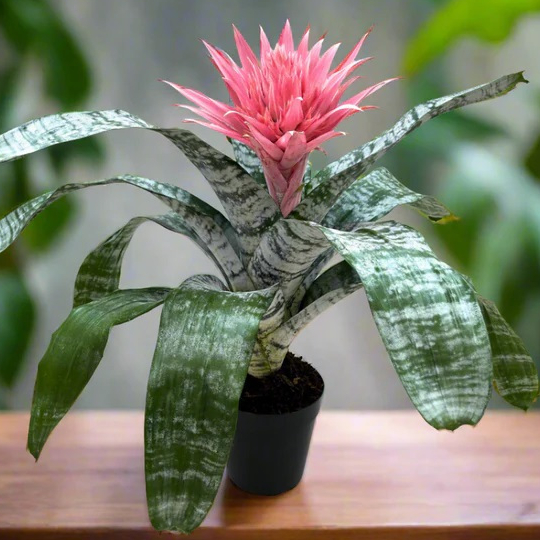 สับปะรดสี แจกันเงิน สับปะรดสี​แอคเมีย ดอกสวยบานได้นานหลายเดือน Aechmea fasciata