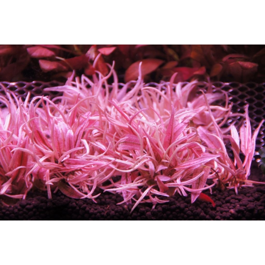 คลิปฟลามิงโก วาบิ (Cryptocoryne sp.