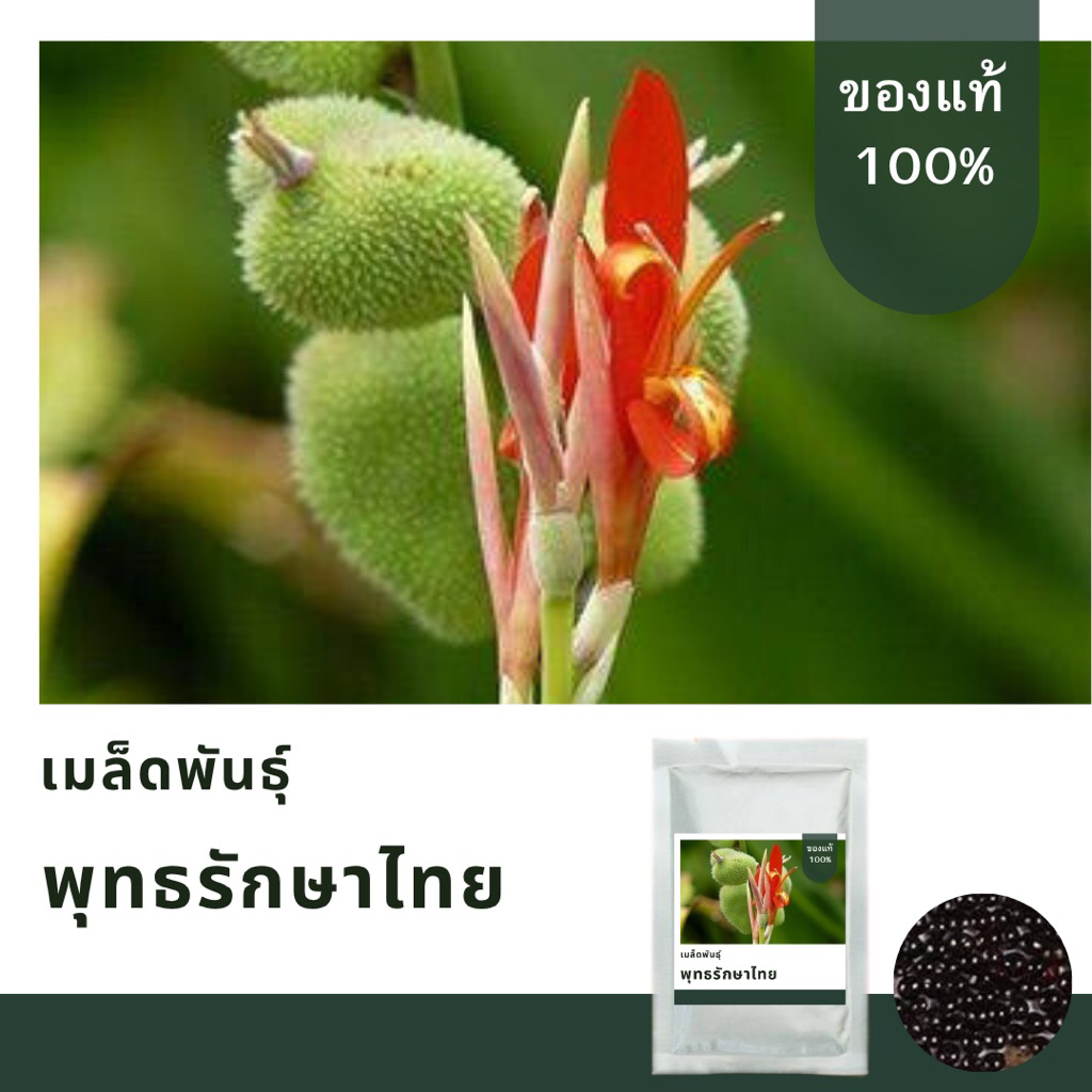 เมล็ดพันธุ์พุทธรักษาไทย บรรจุ 150 เมล็ด