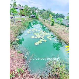 สีน้ำเทียม สีเขียว 250 กรัม ผงเปลี่ยนสีน้ำเร่งด่วน ผงทำสีน้ำ สร้างน้ำในบ่อ บ่อกุ้ง บ่อปลา 1ซองต่อ 1-2 ไร่
