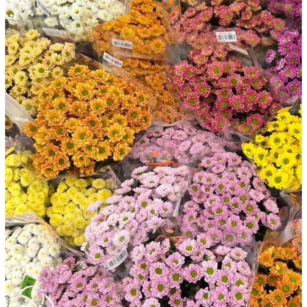 ดอกไม้สด ดอกมัม เวียดนามเกสรสีเขียว กรุณาทักแชตเพื่อสอบถามสต๊อกสีที่มีในแต่ละวัน ก่อนกดสั่งซื้อนะคะ