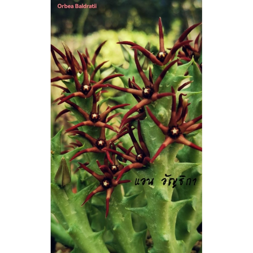 เก๋งจีน Orbea Baldratii ให้ดอกตามกิ่งสวยมาก
