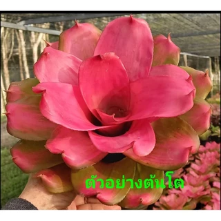 หน่อสับปะรดสี Neo. Pink Debbie มีรากเดินแล้ว ส่งแบบถอดกระถาง