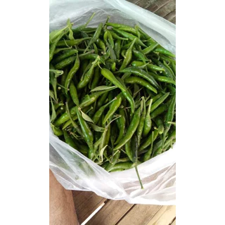 เมล็ดพันธ์ุพริกชี้ฟ้า พริกส้มตำ 40-100 เมล็ด ☀️ ปลูกง่าย ได้ผลผลิตต่อเนื่อง ผลดก ผลยาว สีสวยเงา รสจัดจ้าน[10แถม1คละได้]