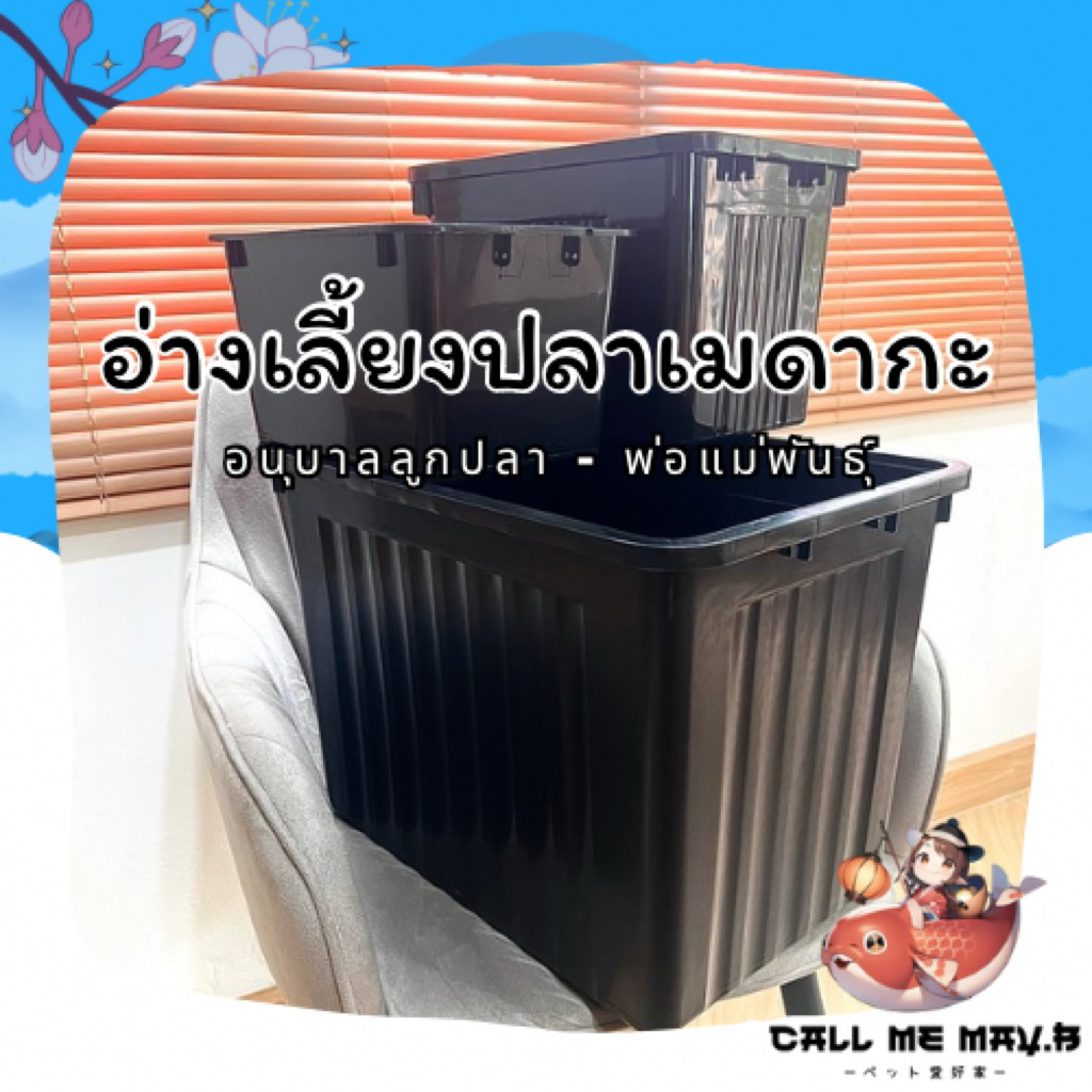 อ่างปลาเมดากะ | อนุบาลลูกปลา พ่อแม่พันธุ์
