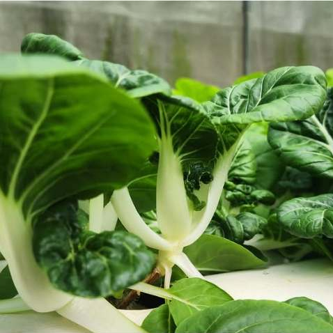 เมล็ดพันธุ์ กวางตุ้งเบบี้ต้นขาว 400-1000 เมล็ด อัตรางอกสูง โตเร็ว ปลูกได้ในกระถาง รางปลูก หรือแปลงผัก[10 แถม 1 คละได้]