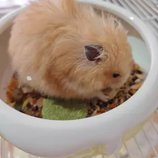 อาหารหนูเเฮมเตอร์ Hamster Food ใจแอ้นท์ โลโบ แบรนด์ดัง เเบ่งขาย (ขนาดกะปุกทดลอง) แบรนด์ที่ขายดีเด็กๆชอบ ถูกใจ H1 และ H2