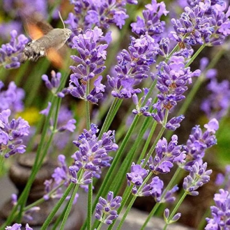 Lavandula Lavender Seeds สายพันธุ์ Lavender Munstead 600 เมล็ด ดอกไม้ ลาเวนเดอร์ สายพันธุ์อังกฤษ ปลูกได้ทุกที่ในไทย