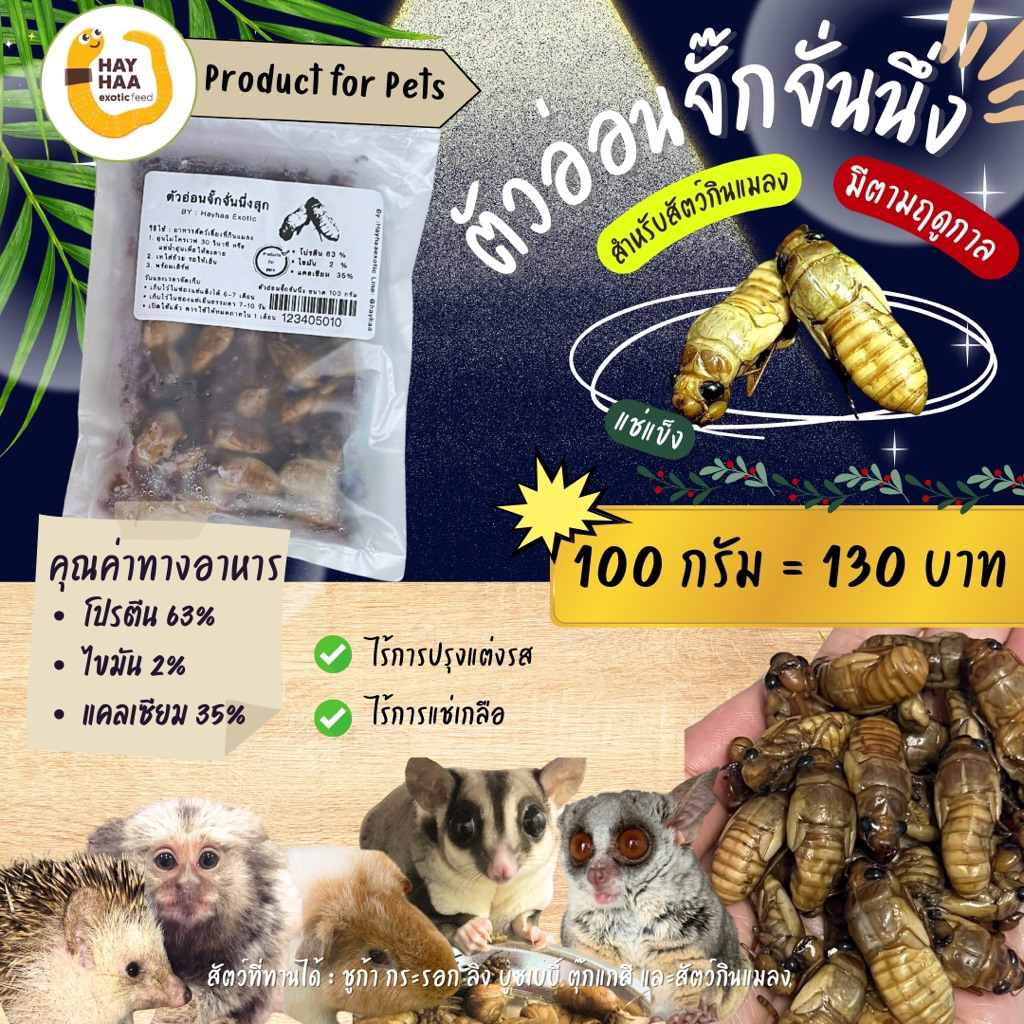 ตัวอ่อนจั๊กจั่นสำหรับสัตว์