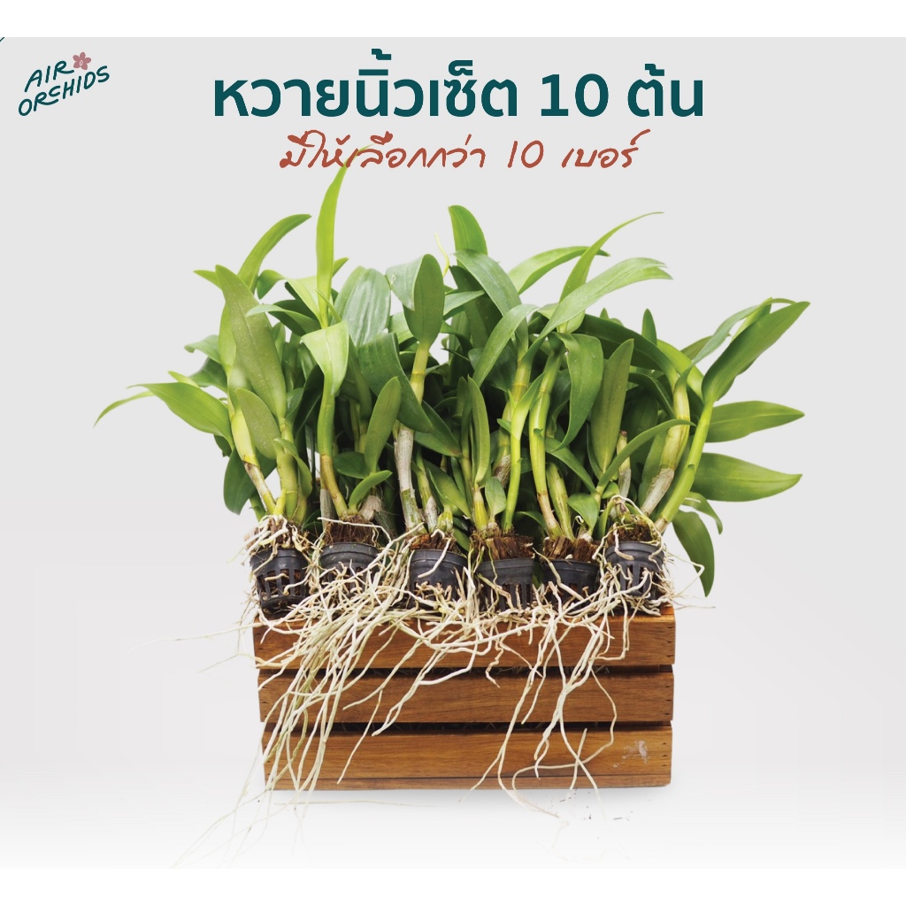 กล้วยไม้หวายนิ้ว (Dendrobium)-เซ็ตละ 10 ต้น (กระถาง 1 นิ้ว) ราคา ถูกที่สุด ดีลบีเคเค