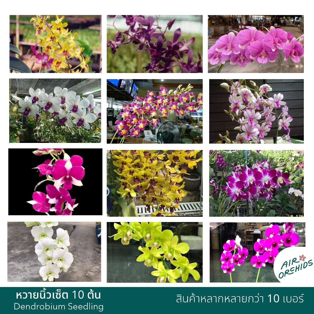 กล้วยไม้หวายนิ้ว (Dendrobium)-เซ็ตละ 10 ต้น (กระถาง 1 นิ้ว) ราคา ถูกที่สุด ดีลบีเคเค แกลเลอรีภาพที่ 5