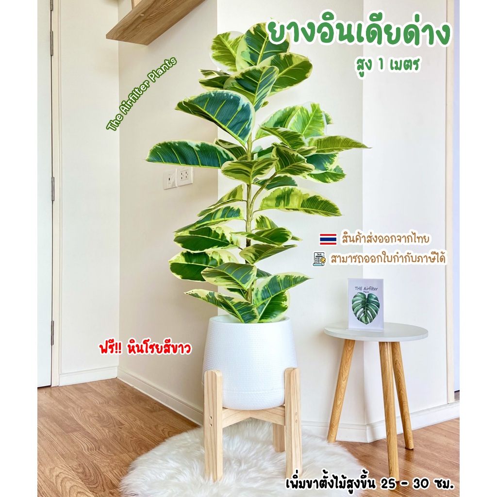 ต้นไม้ปลอมSizeใหญ่  พร้อมกระถางครบเซ็ต(ฟรี!!หินโรยสีขาว) ต้นยางอินเดียด่าง100-125ซม. ตั้งข้างทีวี