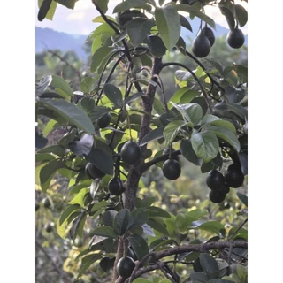 ⚡️ส่งฟรี..ถูกมาก⚡️AVOCADO A034,พื้นเมืองไทยคละทรง เหนียว มัน เนย หนึบ ***ลูกละ 10 บาท***