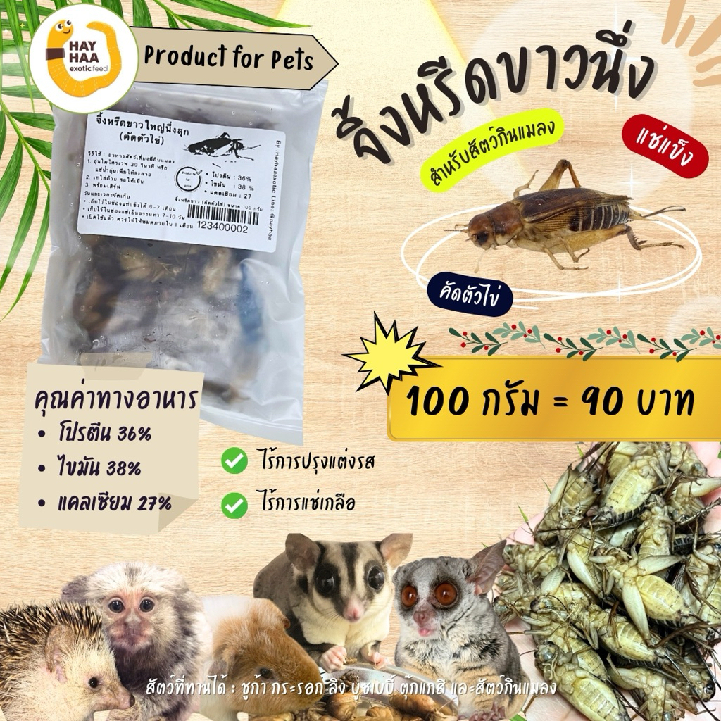 จิ้งหรีดขาวใหญ่(คัดตัวไข่) นึ่งสุกสำหรับสัตว์
