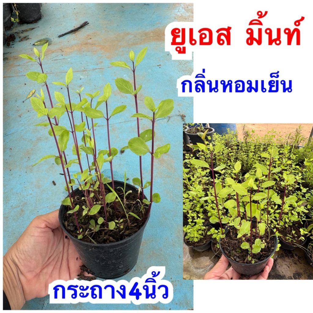 ต้นยูเอสเอมิ้นท์ (USA Mint) ขนาดกระถาง 4 นิ้ว
